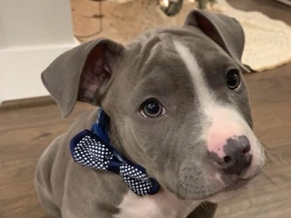 American Pit Bull Terrier – 🐶🔥American Pit Bull Puppies Available🔥🐶 Now! – Tampa