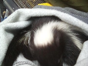 Skunk – akunk – Los Angeles