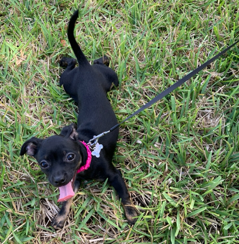 Chihuahua – Chiweenie 4 years old