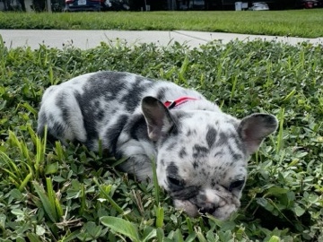 French Bulldog – French Bulldogs – Orlando