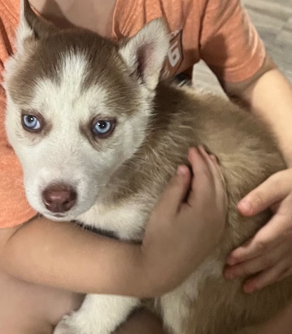 Siberian Husky – Siberian Husky