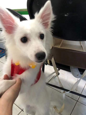 American Eskimo Dog – Find a new home!