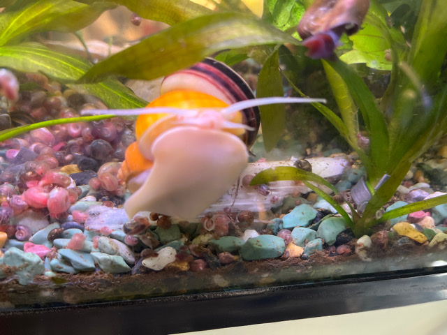 Mystery Snails