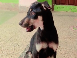 Doberman Pinscher - doberman dog  available for adoption in New Delhi