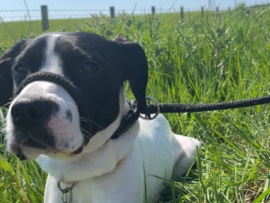 Staffordshire Bull Terrier – dog for sale – Sanquhar