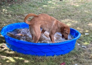 Labrador Retriever – Lab Mix Pup needing Home