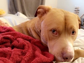 Labrador Retriever – desil needs a home for a short while or long ? if you fall inlove , I will not blame you – Elkton