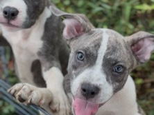 American Pit Bull Terrier – Merle bully pups – Fort Lauderdale