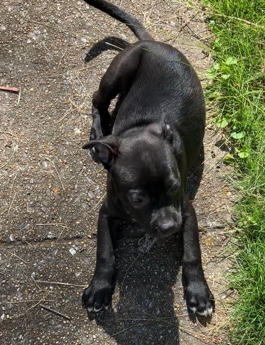 American Pit Bull Terrier – Gotti