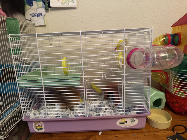 Hamster – hamster for sell – San Antonio