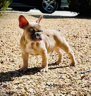 French Bulldog – French Bulldog