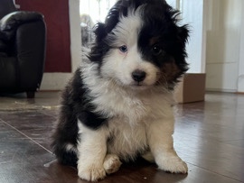 Miniature Australian Shepherd - Mini Aussie available for adoption in Los Angeles