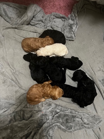 golden doodles