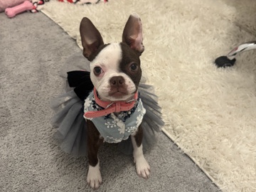 brown coated female, green eyes