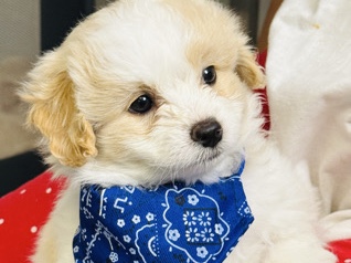 Pomeranian – Pomapoos – Fort Worth