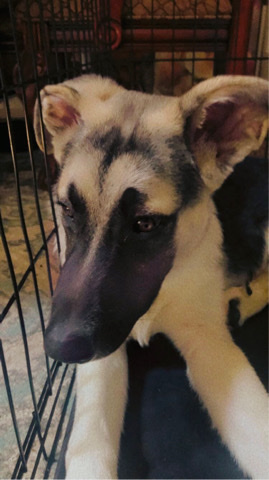 German Shepherd – Coco
