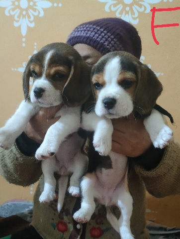 Beagle – beagle puppys