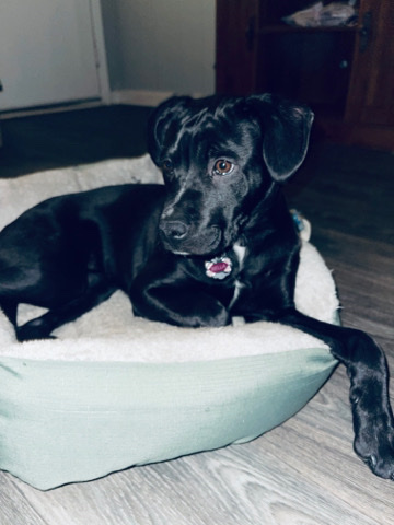 Labrador Retriever – rehome pitbull mixed with lab