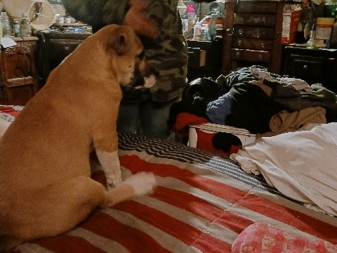 St. Bernard – Permanant home needed