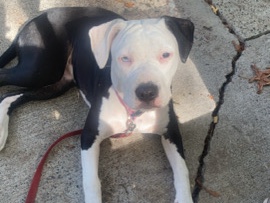 Newfoundland – pitbull Newfoundland mix – Eugene