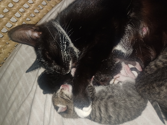 Beautiful kittens, playfull and love cuddles.