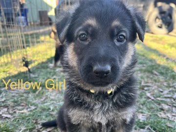 German Shepherd – German Shepherd Puppies – Union