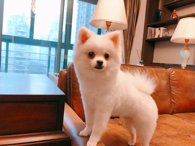 Pomeranian – Busco hogar juntos para dos perros pequeños en Barcelona – 萨瓦德尔