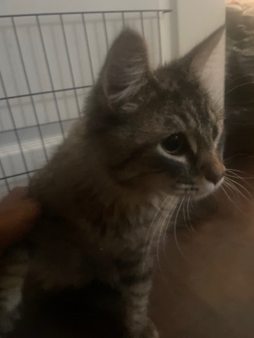 Norwegian Forest cat – Urgently looking for a home.