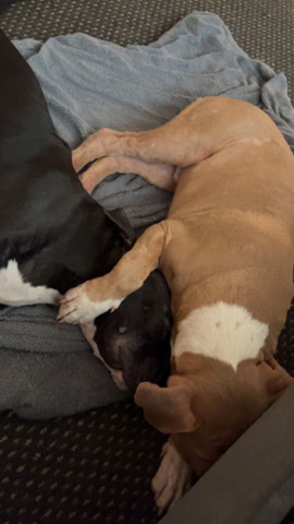American Bulldog – 2 xl bully boy