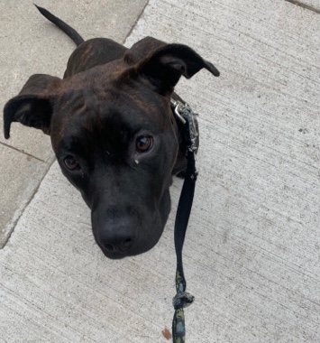 Brindle Pitbull