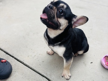 French Bulldog – AKC Registered Black & Cream French Bulldog – 13-Month-Old Male – Stockton