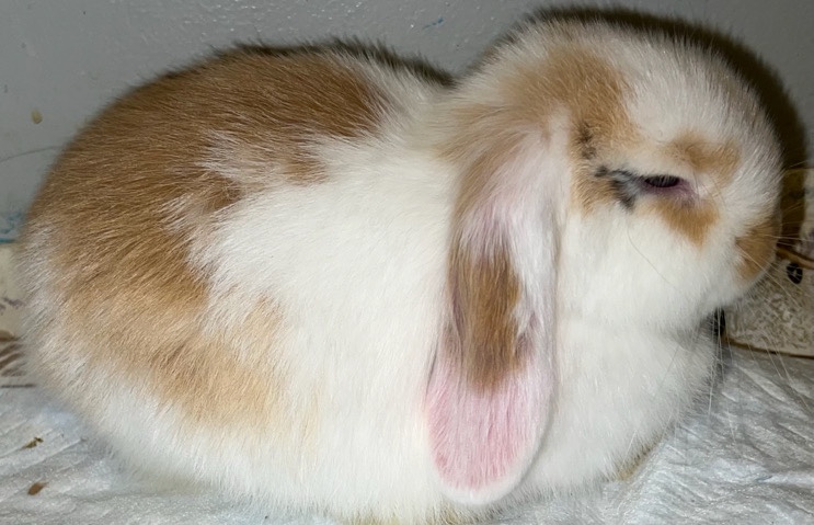 Mini Lop – 8w Female Lop Rabbit