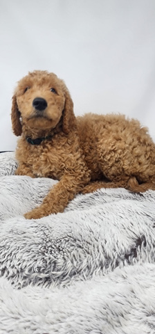 Standard Goldendoodles