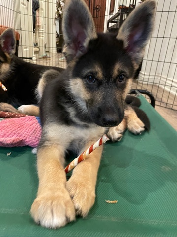 German Shepherd – Shepsky Puppies for Sale