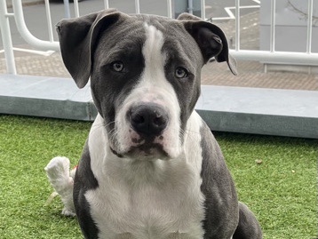 American Bulldog – american Bully XL – Frankfurt am Main