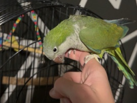 Quaker Parrot – Quaker Parrot – Huntsville