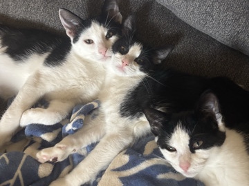 American Shorthair – 4 Available Cats (1 Mom, 3 kittens) – Chicago