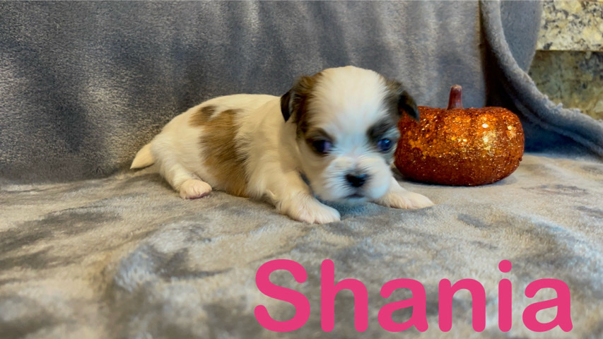 Shih Tzu – Shih Tzu