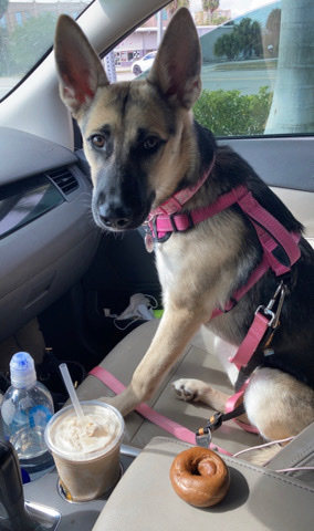 German Shepherd – German Shepherd