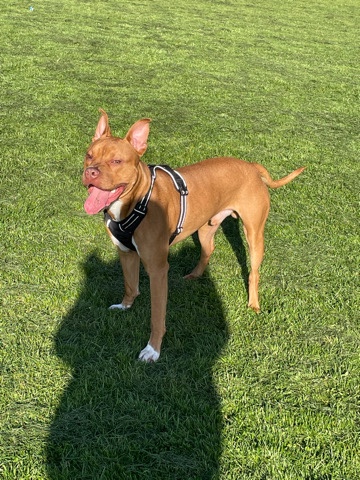 American Bulldog – american bully x staffy
