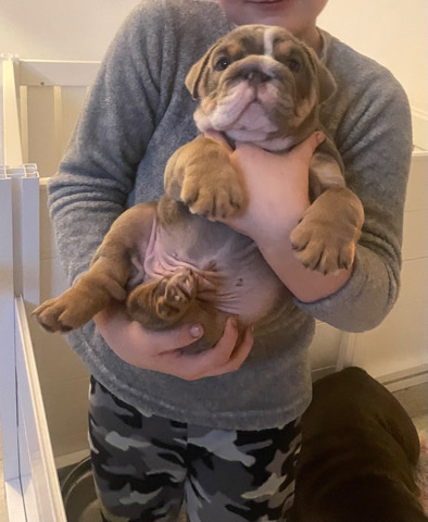 Bulldog – English bulldog puppies