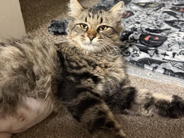 female Medium hair tabby for adoption – Tooele