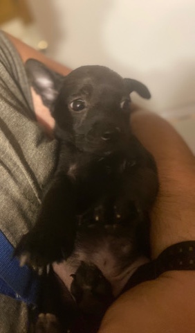 Jack Russell Terrier – male puppy
