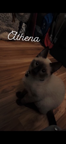 Siamese – Siamese kitten