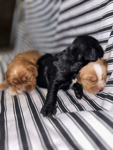 cockapoo puppys