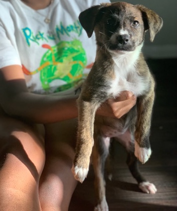 Lab-Pitbull Dog