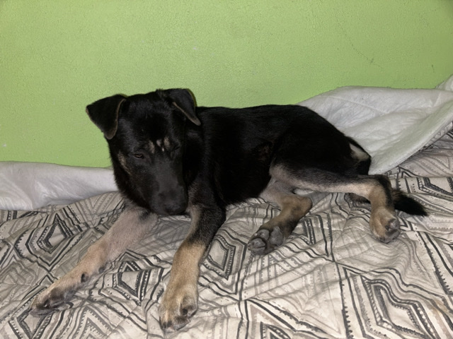 7-Month-Old Puppies Need Loving Homes – San Antonio, TX