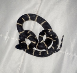 king snake (comes with everything!)