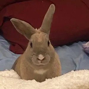 Harlequin – Rabbit