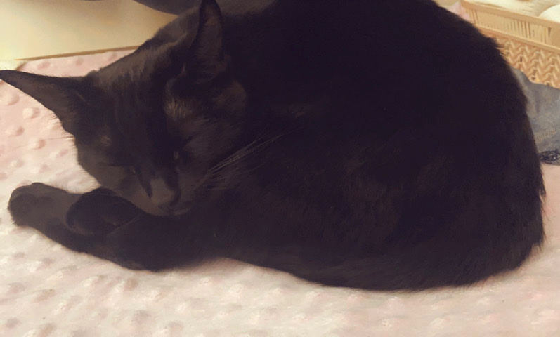 Bombay – Rehoming cat